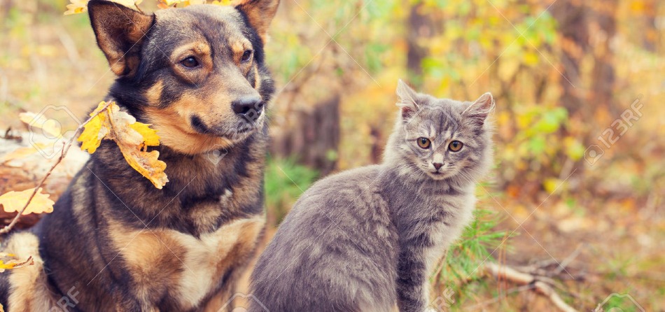 cane e gatto autunno