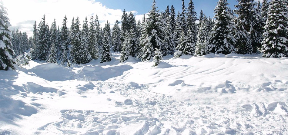 Il silenzioso rumore della neve Il silenzioso rumore della neve