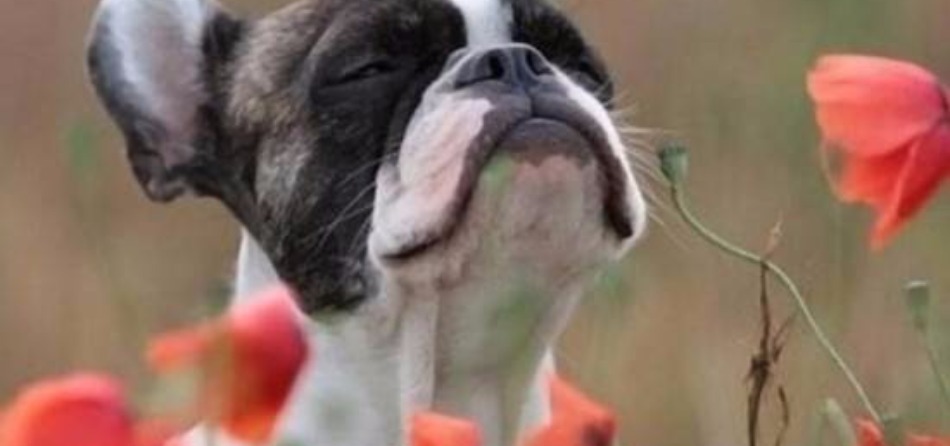 cane cane