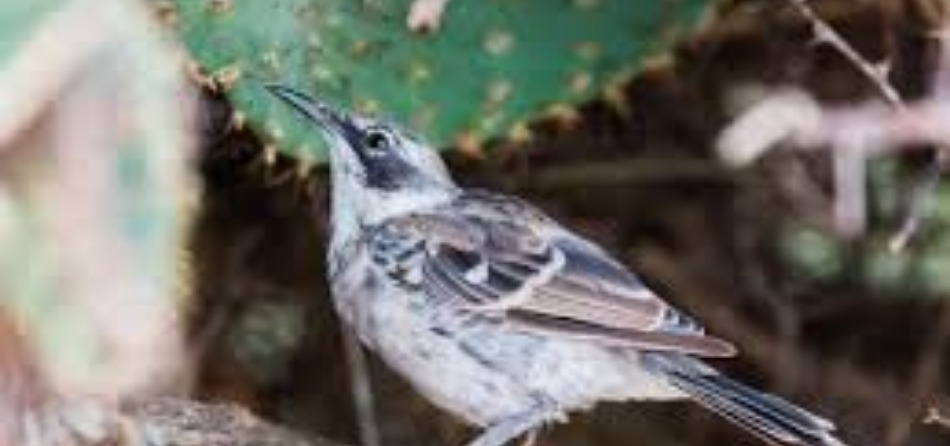 In Città ce ne sono pochi di cucù animali - Citazione MP In Città ce ne sono pochi di cucù animali - Citazione MP