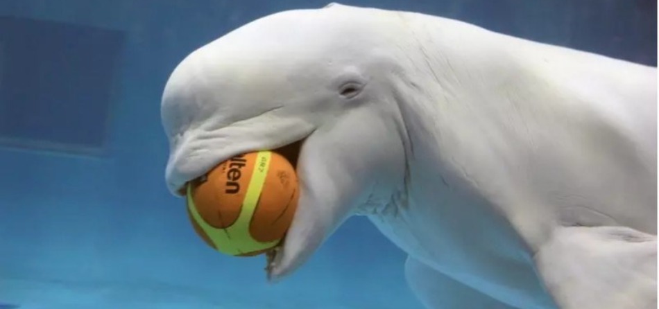 BELUGA