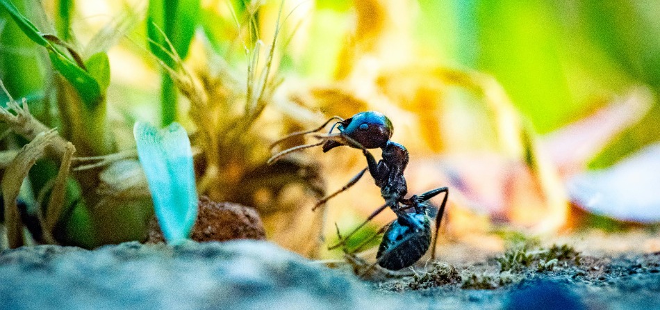 formica formica