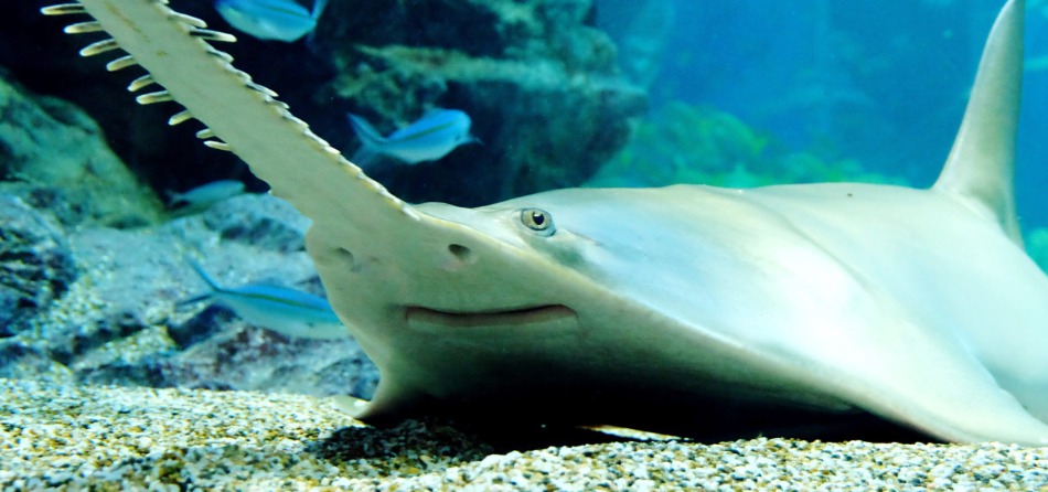 TANDEM - LICENZIAMENTI E PESCI SEGA